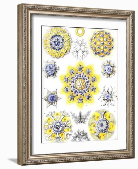 Examples of Polycyttaria 'Kunstformen Der Natur', 1899-Ernst Haeckel-Framed Giclee Print