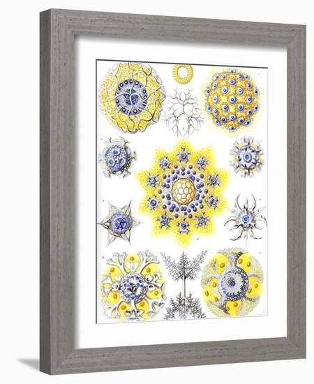 Examples of Polycyttaria 'Kunstformen Der Natur', 1899-Ernst Haeckel-Framed Giclee Print