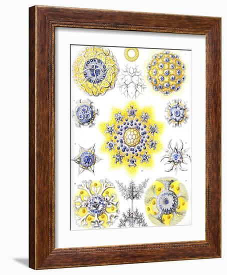 Examples of Polycyttaria 'Kunstformen Der Natur', 1899-Ernst Haeckel-Framed Giclee Print