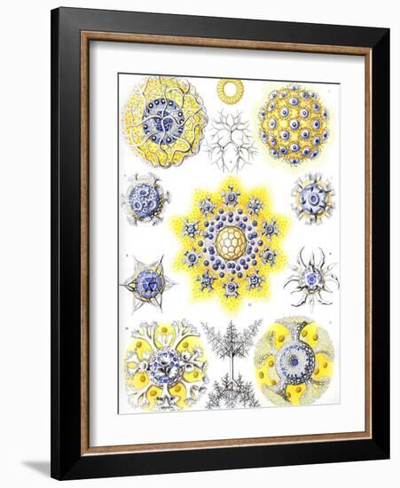 Examples of Polycyttaria 'Kunstformen Der Natur', 1899-Ernst Haeckel-Framed Giclee Print