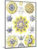 Examples of Polycyttaria 'Kunstformen Der Natur', 1899-Ernst Haeckel-Mounted Giclee Print