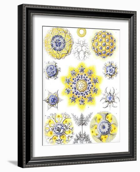 Examples of Polycyttaria 'Kunstformen Der Natur', 1899-Ernst Haeckel-Framed Giclee Print