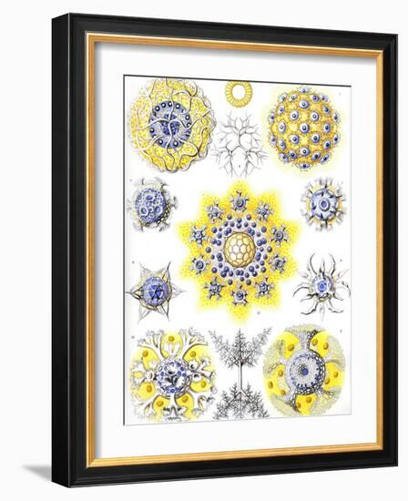 Examples of Polycyttaria 'Kunstformen Der Natur', 1899-Ernst Haeckel-Framed Giclee Print