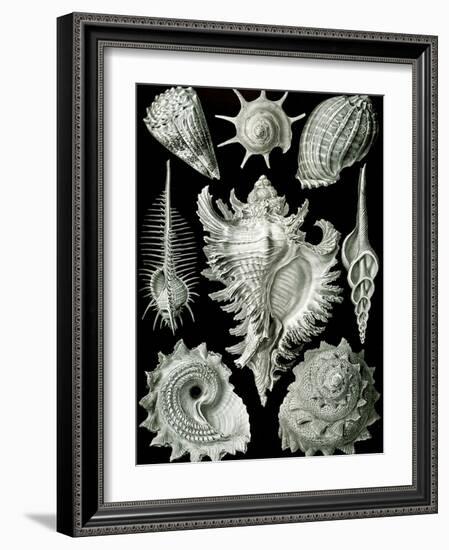 Examples of Prosranchia - Shells from a Variety of Prosobranch Gastropods, from 'Kunstformen Der…-Ernst Haeckel-Framed Premium Giclee Print