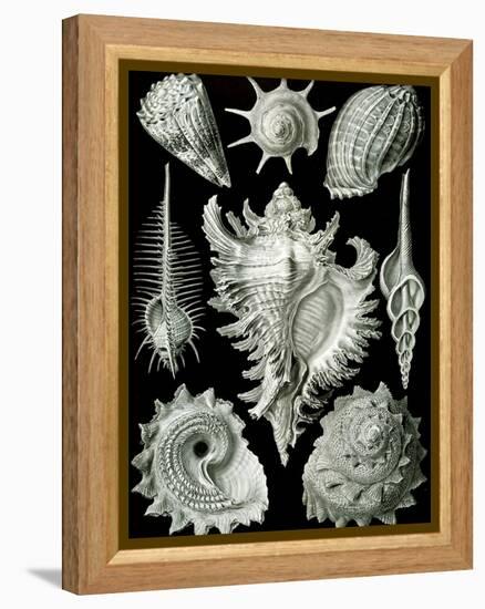 Examples of Prosranchia - Shells from a Variety of Prosobranch Gastropods, from 'Kunstformen Der…-Ernst Haeckel-Framed Premier Image Canvas