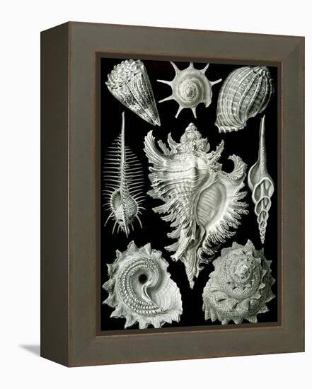 Examples of Prosranchia - Shells from a Variety of Prosobranch Gastropods, from 'Kunstformen Der…-Ernst Haeckel-Framed Premier Image Canvas