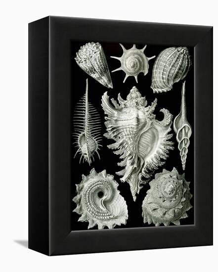 Examples of Prosranchia - Shells from a Variety of Prosobranch Gastropods, from 'Kunstformen Der…-Ernst Haeckel-Framed Premier Image Canvas