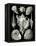 Examples of Prosranchia - Shells from a Variety of Prosobranch Gastropods, from 'Kunstformen Der…-Ernst Haeckel-Framed Premier Image Canvas