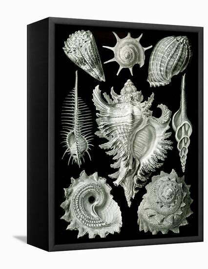 Examples of Prosranchia - Shells from a Variety of Prosobranch Gastropods, from 'Kunstformen Der…-Ernst Haeckel-Framed Premier Image Canvas