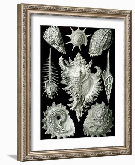 Examples of Prosranchia - Shells from a Variety of Prosobranch Gastropods, from 'Kunstformen Der…-Ernst Haeckel-Framed Giclee Print