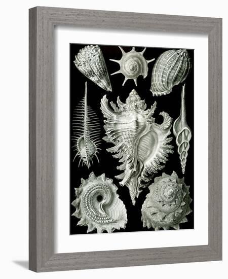 Examples of Prosranchia - Shells from a Variety of Prosobranch Gastropods, from 'Kunstformen Der…-Ernst Haeckel-Framed Giclee Print