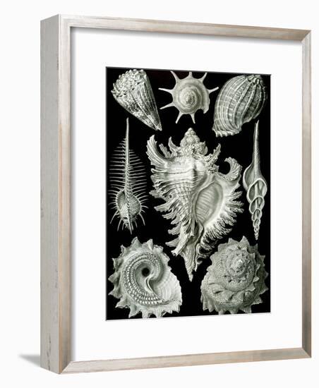 Examples of Prosranchia - Shells from a Variety of Prosobranch Gastropods, from 'Kunstformen Der…-Ernst Haeckel-Framed Giclee Print