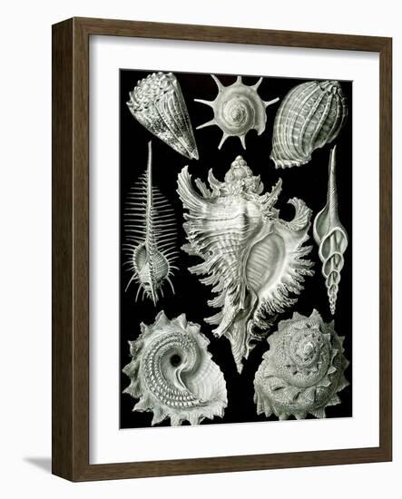 Examples of Prosranchia - Shells from a Variety of Prosobranch Gastropods, from 'Kunstformen Der…-Ernst Haeckel-Framed Giclee Print