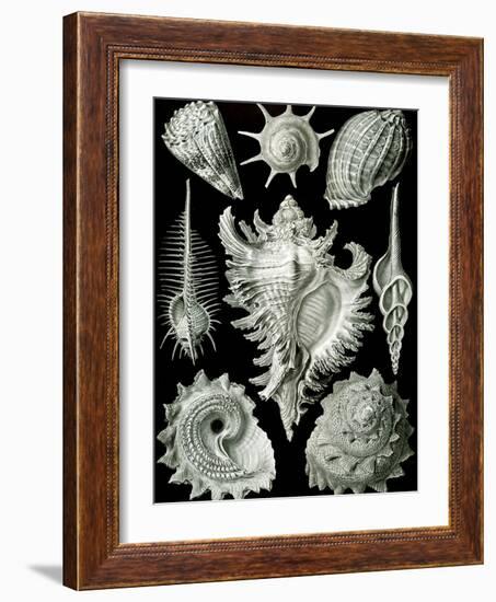 Examples of Prosranchia - Shells from a Variety of Prosobranch Gastropods, from 'Kunstformen Der…-Ernst Haeckel-Framed Giclee Print