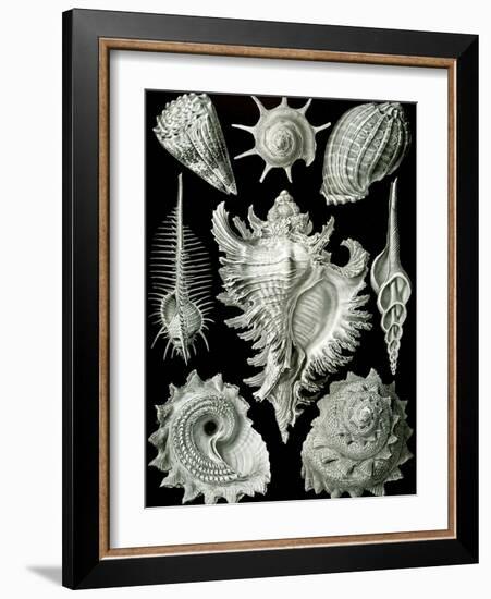 Examples of Prosranchia - Shells from a Variety of Prosobranch Gastropods, from 'Kunstformen Der…-Ernst Haeckel-Framed Giclee Print