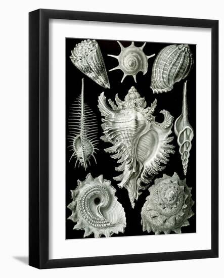 Examples of Prosranchia - Shells from a Variety of Prosobranch Gastropods, from 'Kunstformen Der…-Ernst Haeckel-Framed Giclee Print