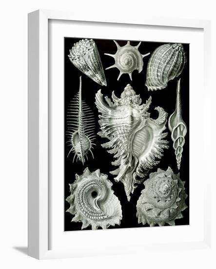 Examples of Prosranchia - Shells from a Variety of Prosobranch Gastropods, from 'Kunstformen Der…-Ernst Haeckel-Framed Giclee Print