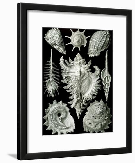 Examples of Prosranchia - Shells from a Variety of Prosobranch Gastropods, from 'Kunstformen Der…-Ernst Haeckel-Framed Giclee Print