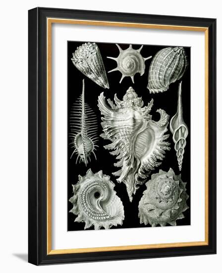 Examples of Prosranchia - Shells from a Variety of Prosobranch Gastropods, from 'Kunstformen Der…-Ernst Haeckel-Framed Giclee Print