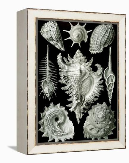 Examples of Prosranchia - Shells from a Variety of Prosobranch Gastropods, from 'Kunstformen Der…-Ernst Haeckel-Framed Premier Image Canvas