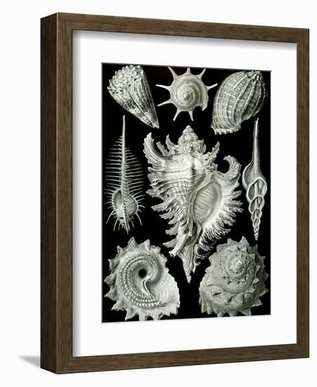 Examples of Prosranchia - Shells from a Variety of Prosobranch Gastropods, from 'Kunstformen Der…-Ernst Haeckel-Framed Giclee Print