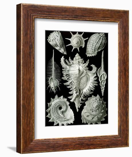 Examples of Prosranchia - Shells from a Variety of Prosobranch Gastropods, from 'Kunstformen Der…-Ernst Haeckel-Framed Giclee Print