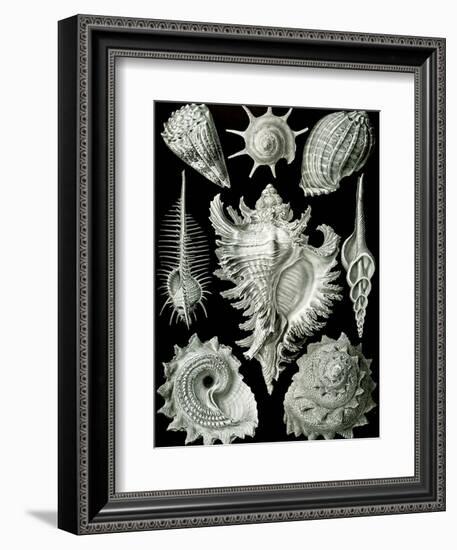 Examples of Prosranchia - Shells from a Variety of Prosobranch Gastropods, from 'Kunstformen Der…-Ernst Haeckel-Framed Giclee Print