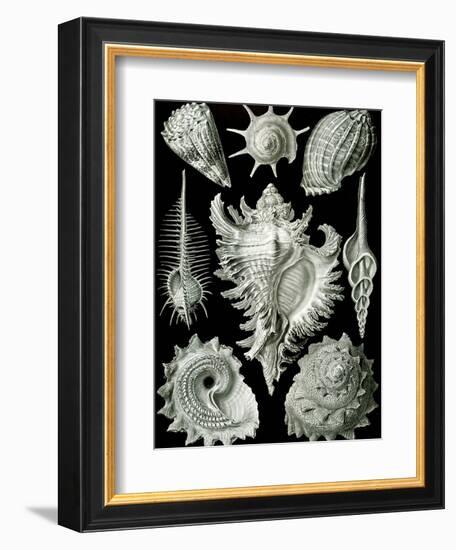 Examples of Prosranchia - Shells from a Variety of Prosobranch Gastropods, from 'Kunstformen Der…-Ernst Haeckel-Framed Giclee Print