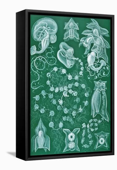 Examples of Siphonophorae from 'Kunstformen Der Natur', 1899-Ernst Haeckel-Framed Premier Image Canvas