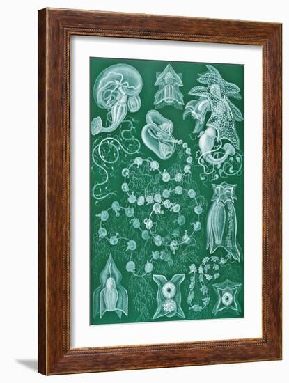 Examples of Siphonophorae from 'Kunstformen Der Natur', 1899-Ernst Haeckel-Framed Giclee Print