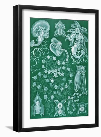 Examples of Siphonophorae from 'Kunstformen Der Natur', 1899-Ernst Haeckel-Framed Giclee Print