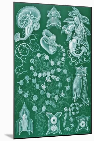 Examples of Siphonophorae from 'Kunstformen Der Natur', 1899-Ernst Haeckel-Mounted Giclee Print