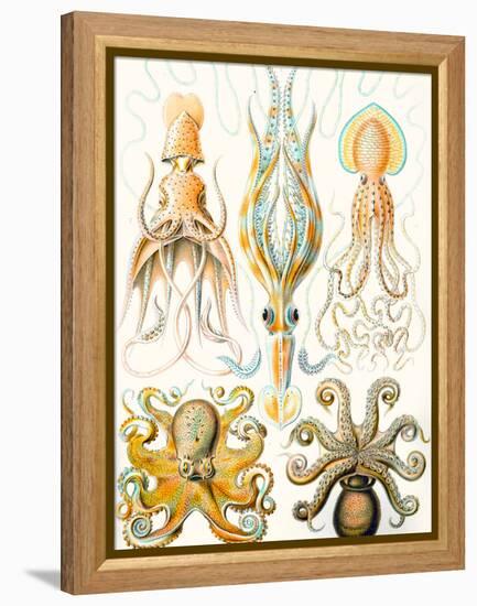 Examples of Various Cephalopods 'Kunstformen Der Natur', 1899-Ernst Haeckel-Framed Premier Image Canvas