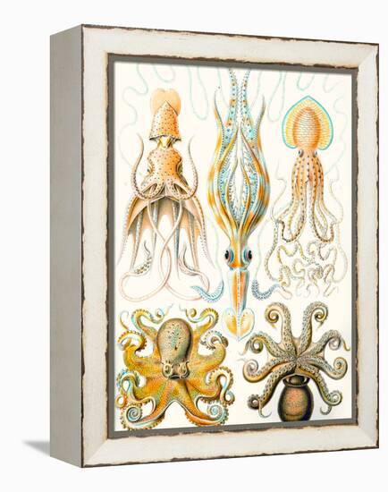 Examples of Various Cephalopods 'Kunstformen Der Natur', 1899-Ernst Haeckel-Framed Premier Image Canvas