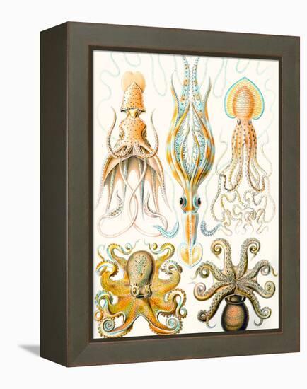 Examples of Various Cephalopods 'Kunstformen Der Natur', 1899-Ernst Haeckel-Framed Premier Image Canvas