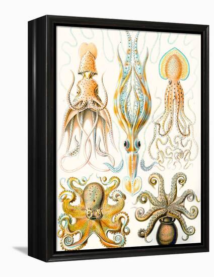 Examples of Various Cephalopods 'Kunstformen Der Natur', 1899-Ernst Haeckel-Framed Premier Image Canvas