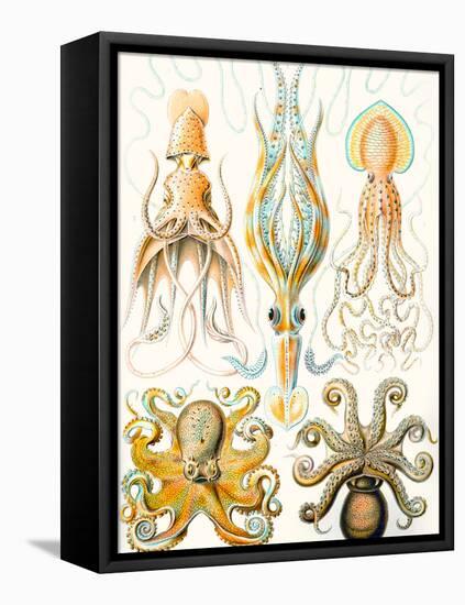 Examples of Various Cephalopods 'Kunstformen Der Natur', 1899-Ernst Haeckel-Framed Premier Image Canvas