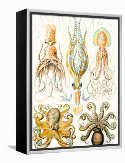 Examples of Various Cephalopods 'Kunstformen Der Natur', 1899-Ernst Haeckel-Framed Premier Image Canvas