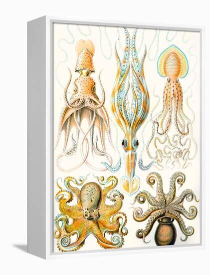 Examples of Various Cephalopods 'Kunstformen Der Natur', 1899-Ernst Haeckel-Framed Premier Image Canvas