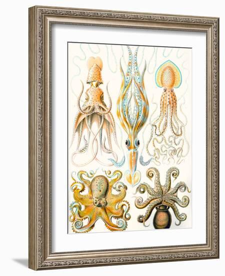 Examples of Various Cephalopods 'Kunstformen Der Natur', 1899-Ernst Haeckel-Framed Giclee Print