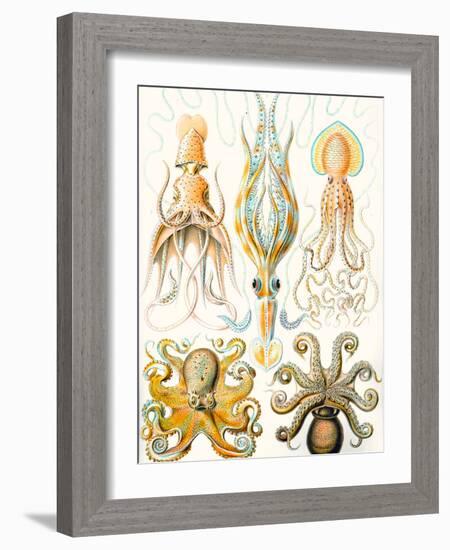 Examples of Various Cephalopods 'Kunstformen Der Natur', 1899-Ernst Haeckel-Framed Giclee Print