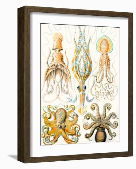 Examples of Various Cephalopods 'Kunstformen Der Natur', 1899-Ernst Haeckel-Framed Giclee Print