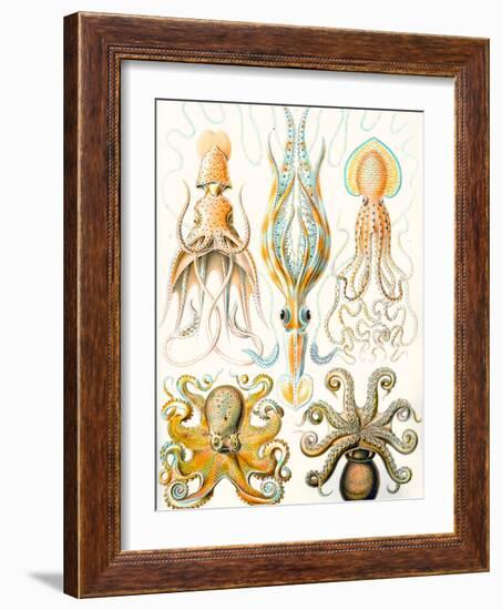 Examples of Various Cephalopods 'Kunstformen Der Natur', 1899-Ernst Haeckel-Framed Giclee Print