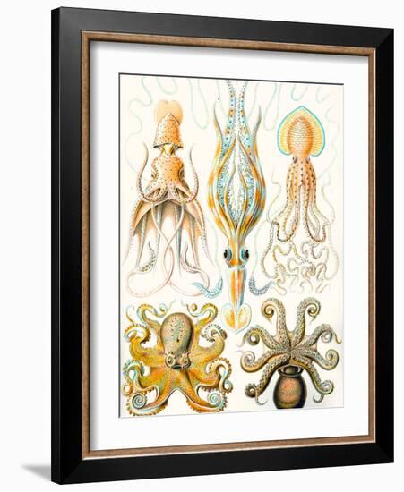 Examples of Various Cephalopods 'Kunstformen Der Natur', 1899-Ernst Haeckel-Framed Giclee Print