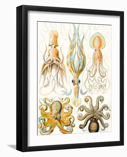 Examples of Various Cephalopods 'Kunstformen Der Natur', 1899-Ernst Haeckel-Framed Giclee Print