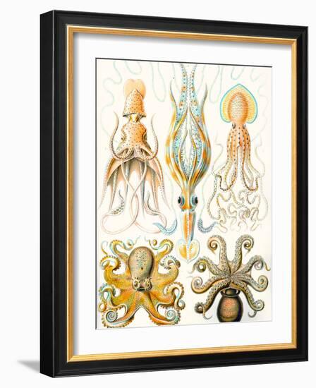 Examples of Various Cephalopods 'Kunstformen Der Natur', 1899-Ernst Haeckel-Framed Giclee Print