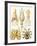 Examples of Various Cephalopods 'Kunstformen Der Natur', 1899-Ernst Haeckel-Framed Giclee Print