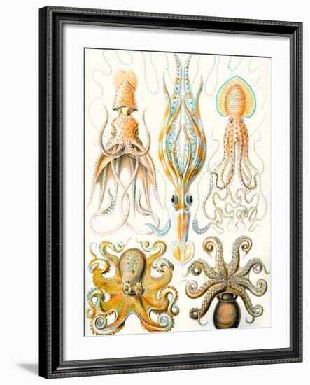 Examples of Various Cephalopods 'Kunstformen Der Natur', 1899-Ernst Haeckel-Framed Giclee Print