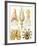 Examples of Various Cephalopods 'Kunstformen Der Natur', 1899-Ernst Haeckel-Framed Giclee Print