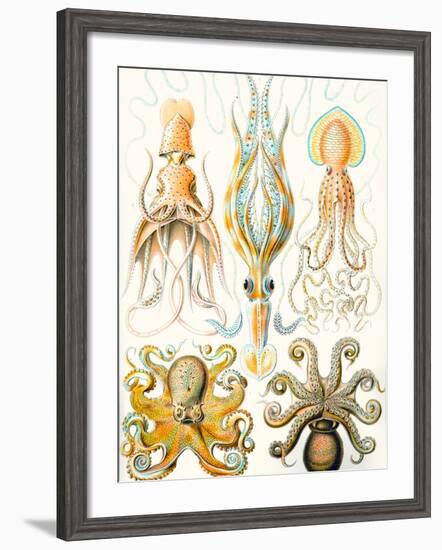 Examples of Various Cephalopods 'Kunstformen Der Natur', 1899-Ernst Haeckel-Framed Giclee Print